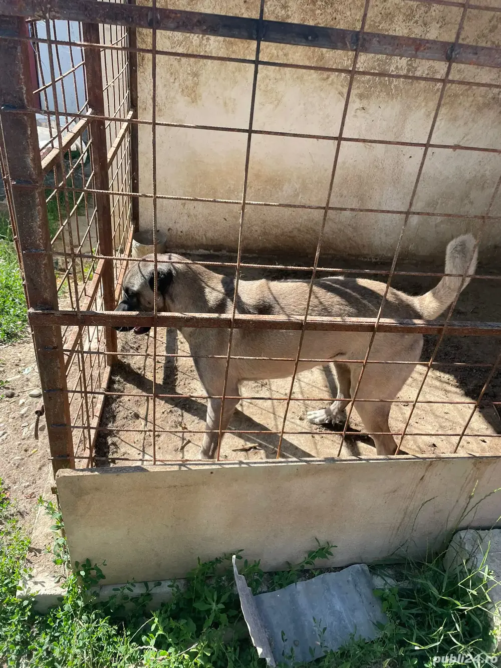 Kangal  adult de vânzare  Kangal  adult de vânzare