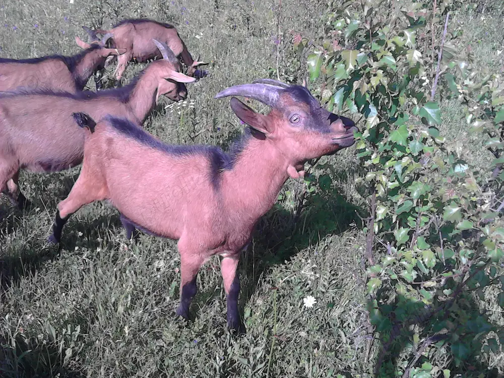 Vand tapi alpina franceza