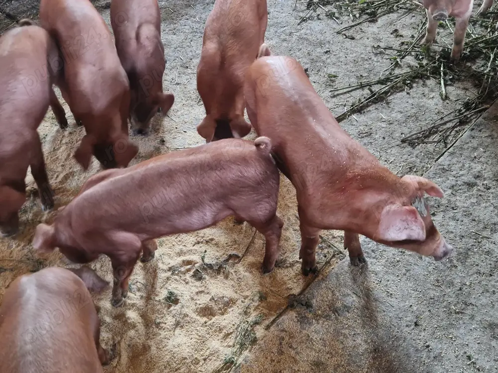 Vand scrofite Duroc,linii pure