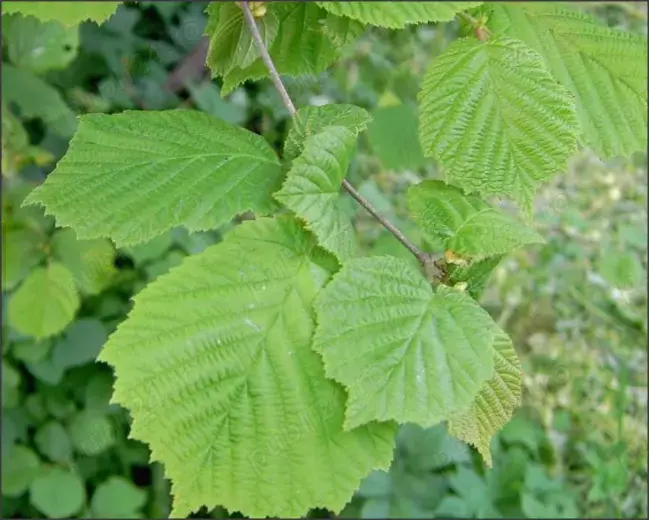 0.5 kg frunze de alun - proaspete - Remediu naturist Alunul