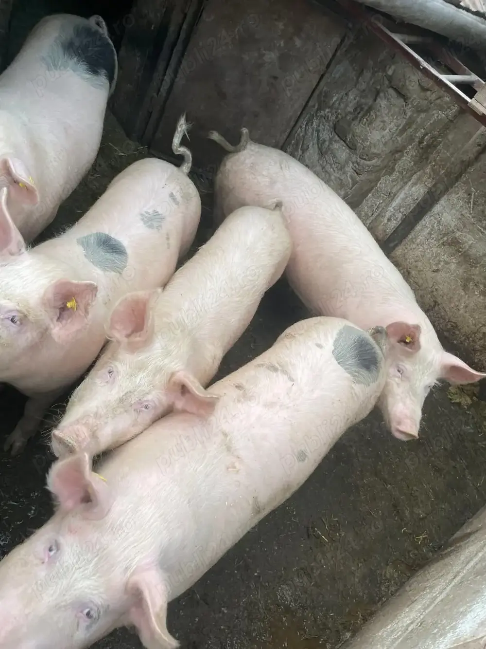 Porci de carne - 120-180 kg