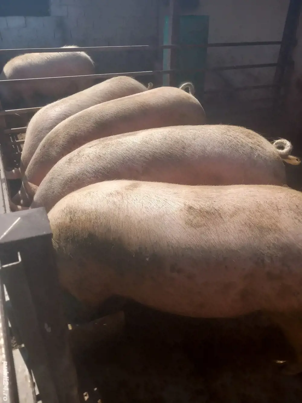 vand porci pentru sacrificat vand porci pentru sacrificat