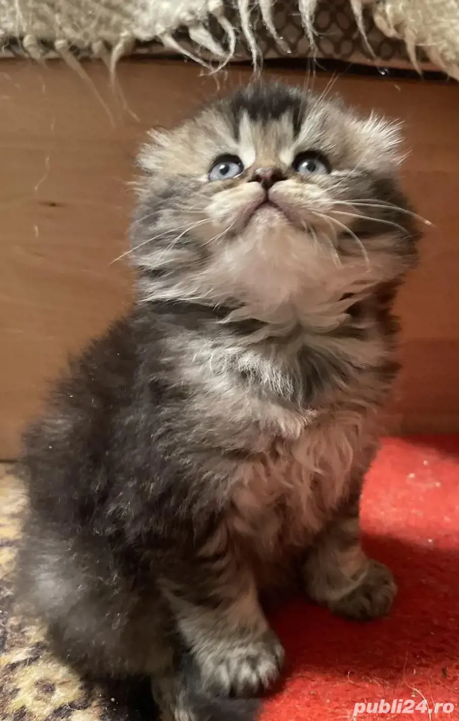 Brittish golden longhair și shorthair 