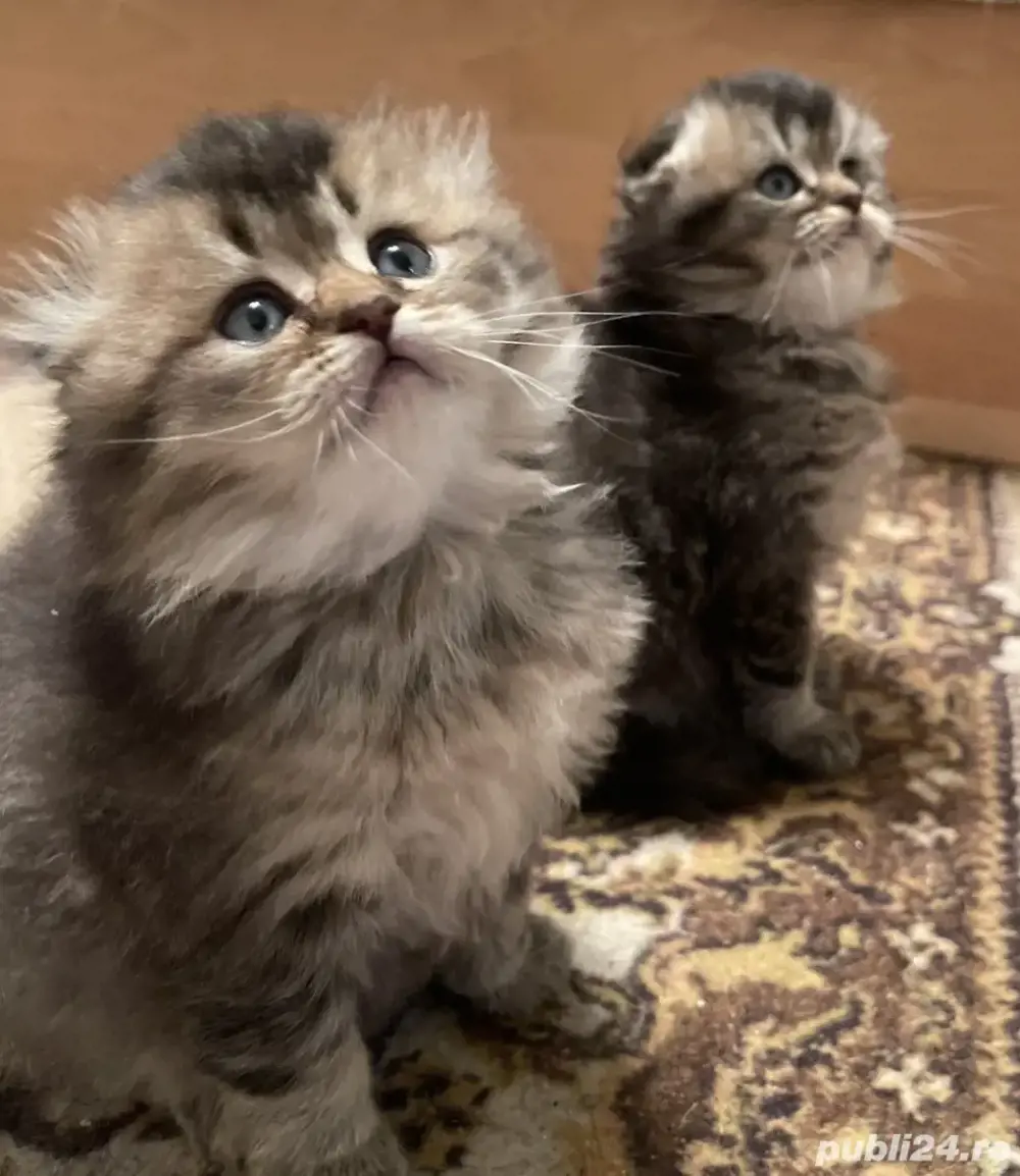 Brittish golden longhair și shorthair 