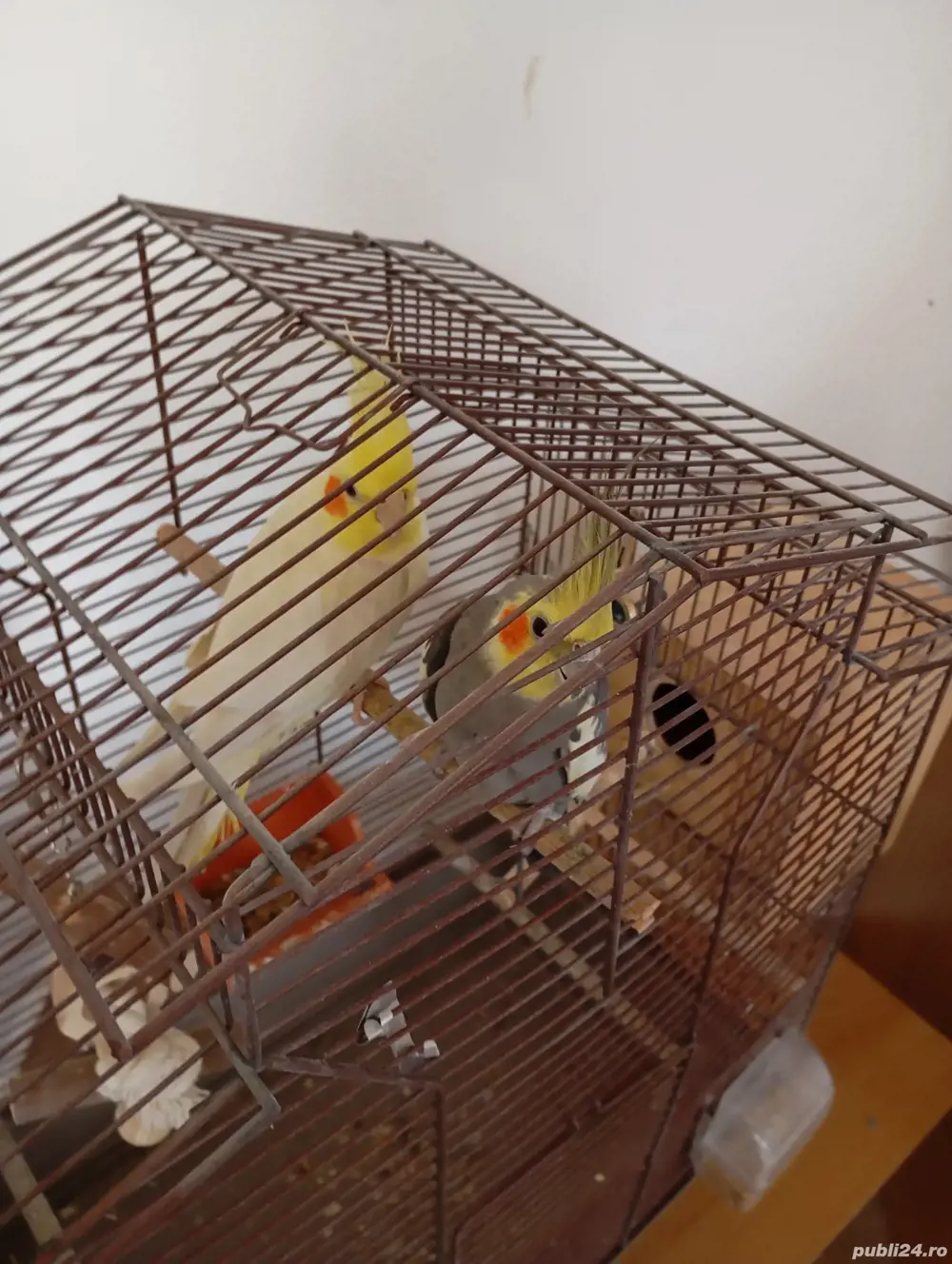 Vand Nimfe mascul si femela tineri de 2ani  Vand Nimfe mascul si femela tineri de 2ani