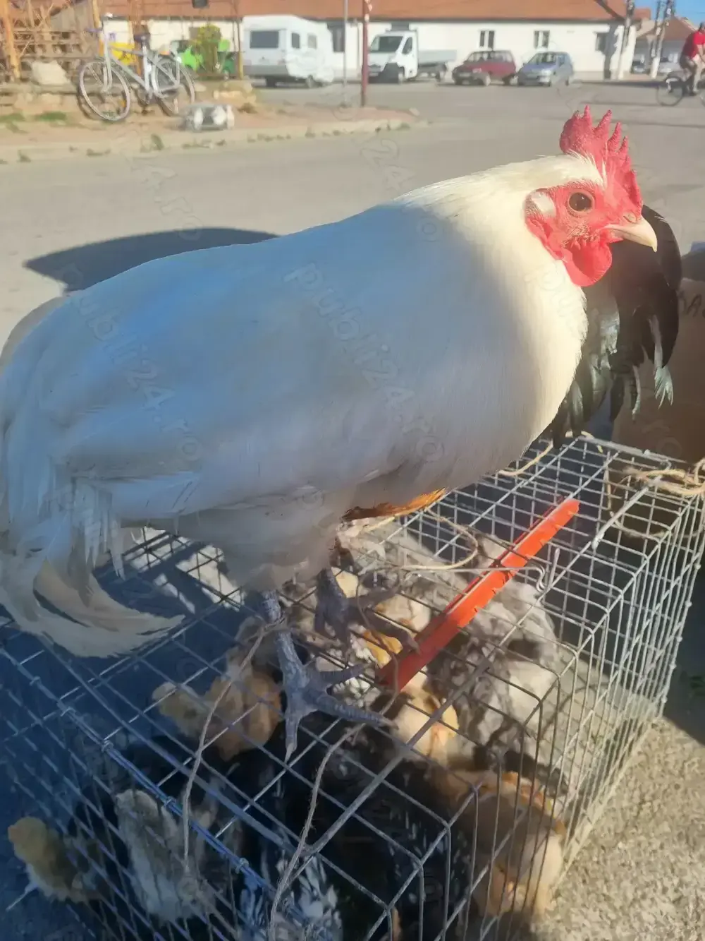 Vand cocos austrolop Vand cocos austrolop