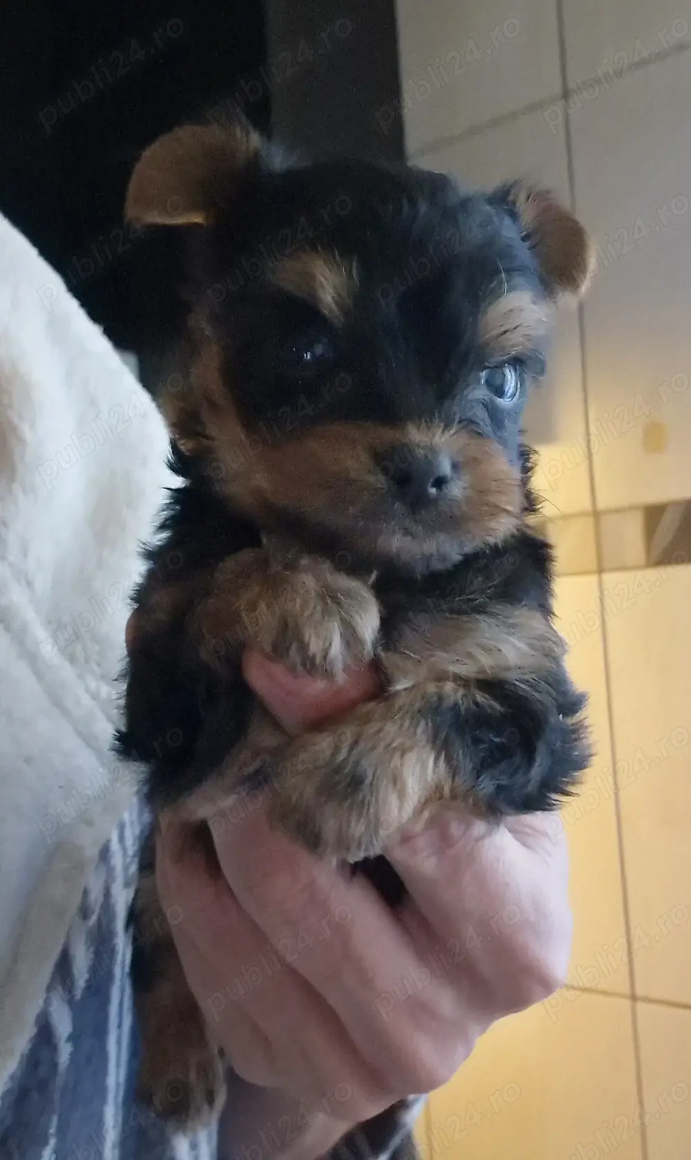 Yorkshire Terrier mini toy rasa pura 