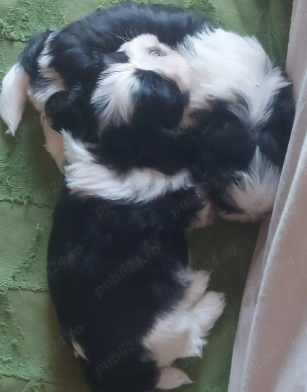 Băieței shih tzu. Alb cu negru.  23 mai 2025 născuți. Băieței shih tzu. Alb cu negru.  23 mai 2025 născuți.