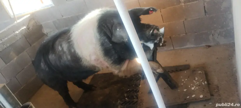 Material seminal de vier