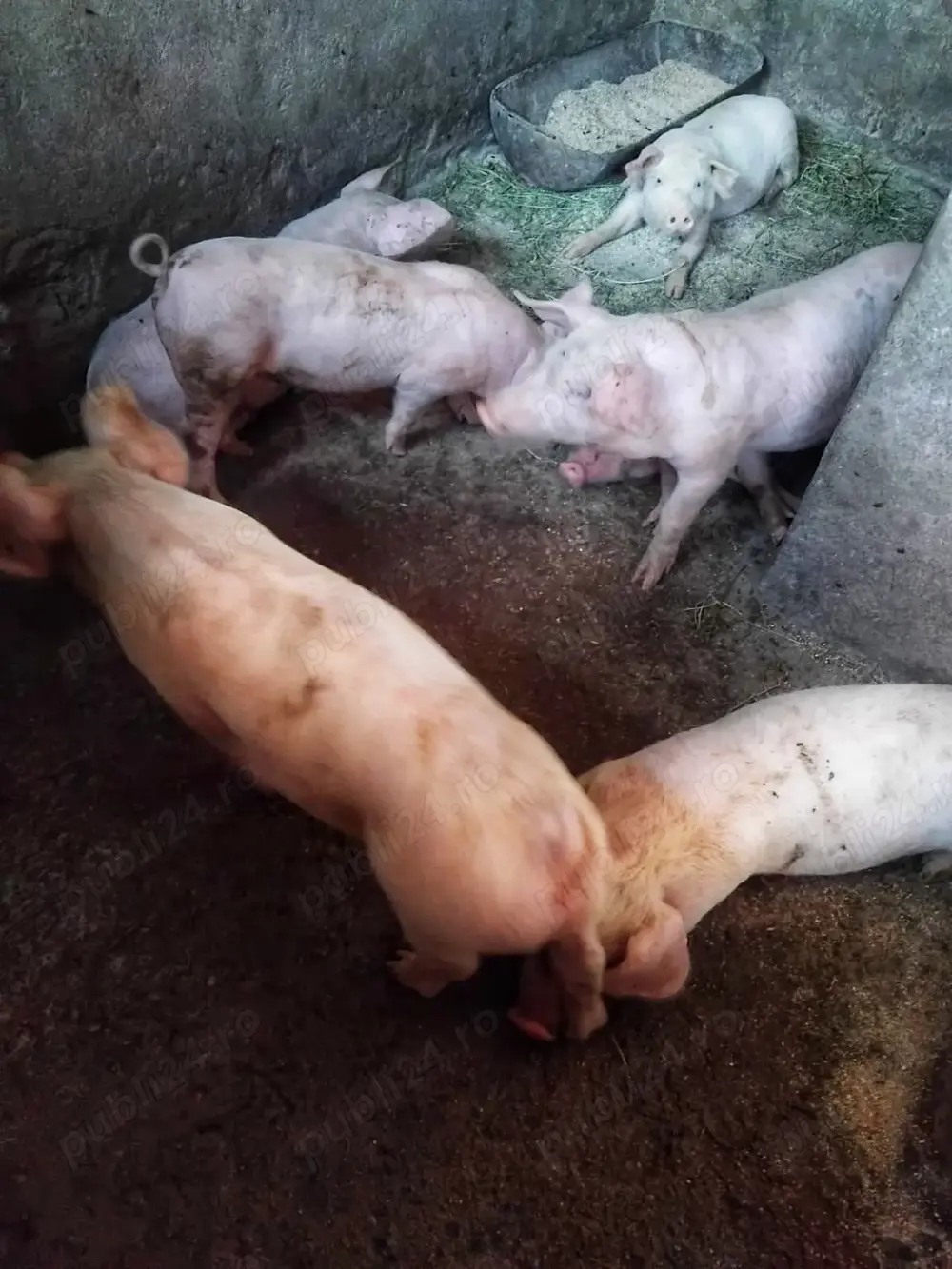 Purcei vanzare Purcei vanzare