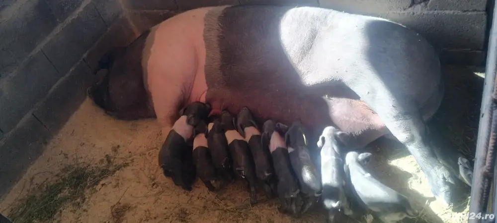 Purcei si grasuni Bazna