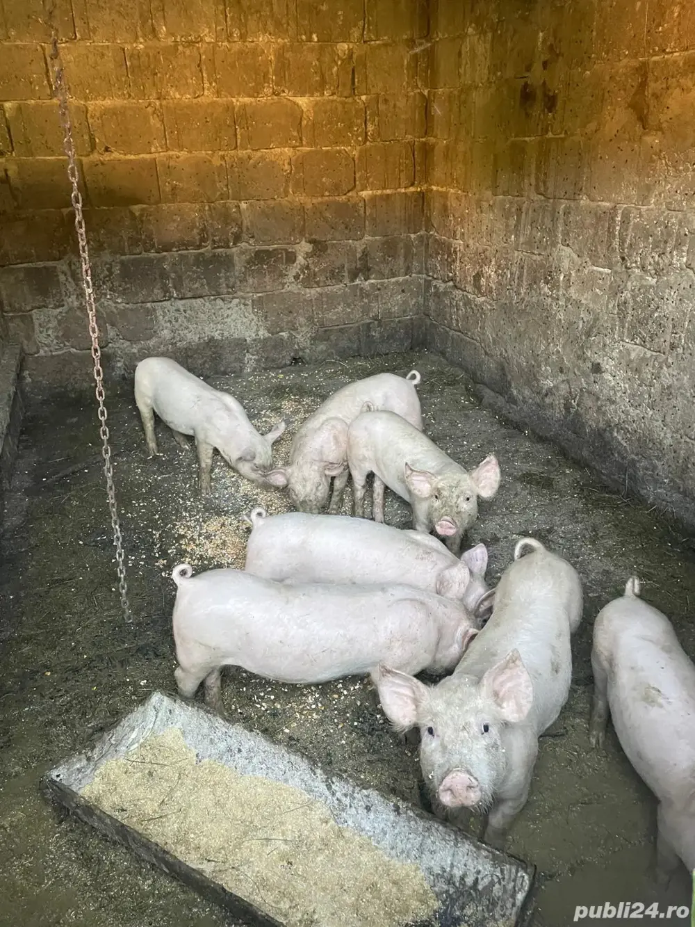 purcei 3 luni purcei 3 luni