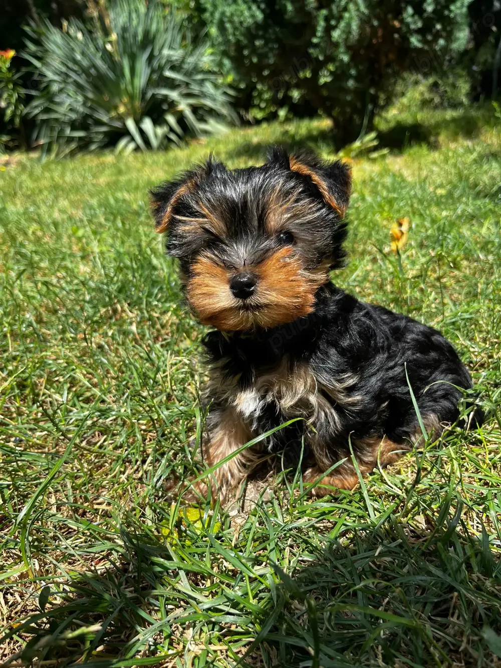 Puiuț Yorkshire fetiță 2 luni mini toy