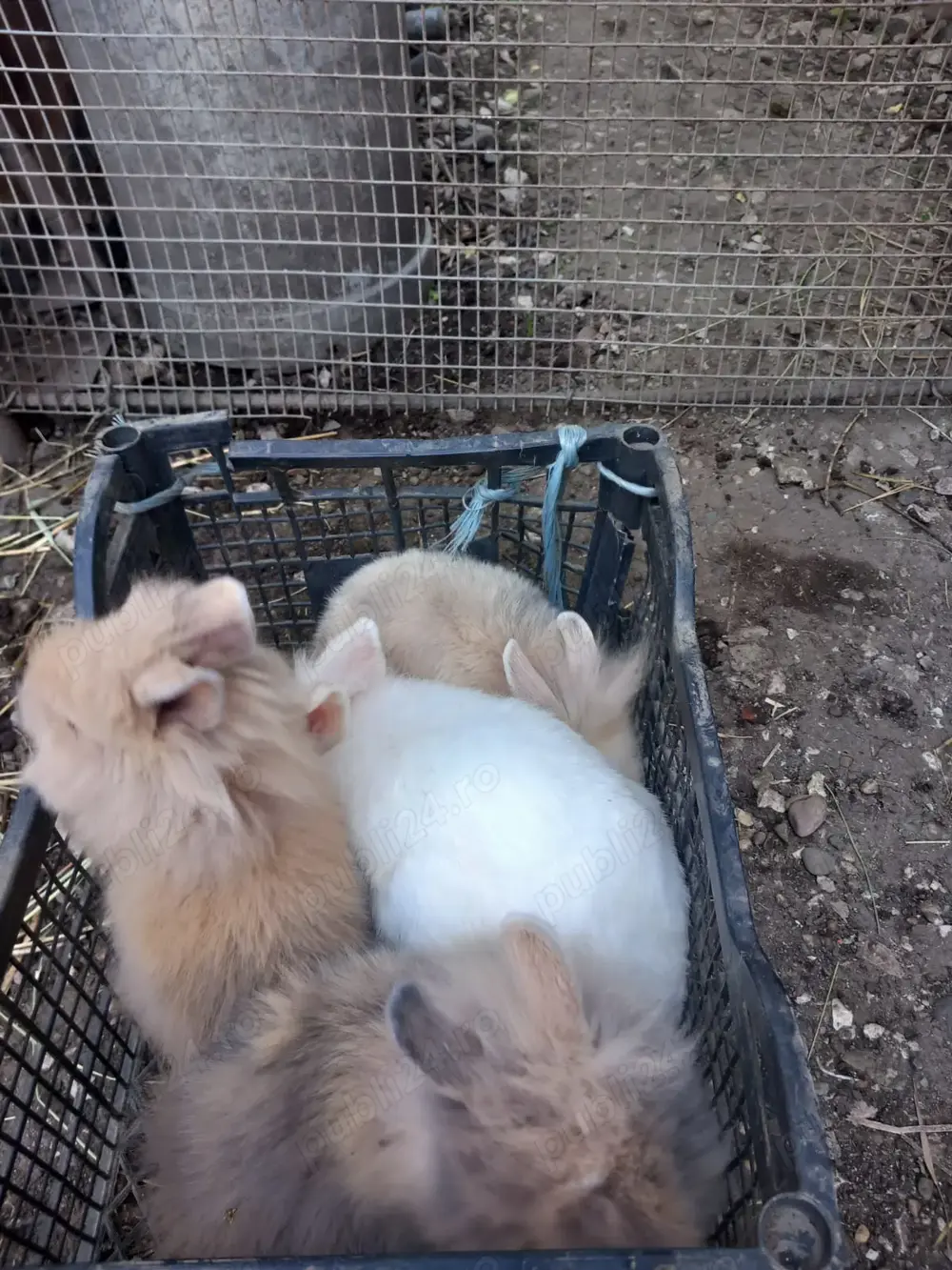 Iepurasi de Vanzare - diferite rase Iepurasi de Vanzare - diferite rase