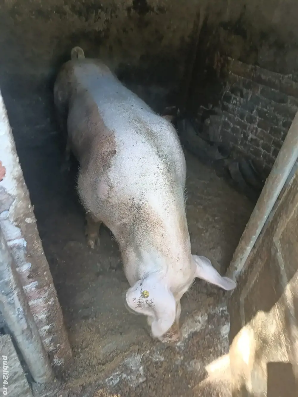 Vand vier castrat   Vand vier castrat