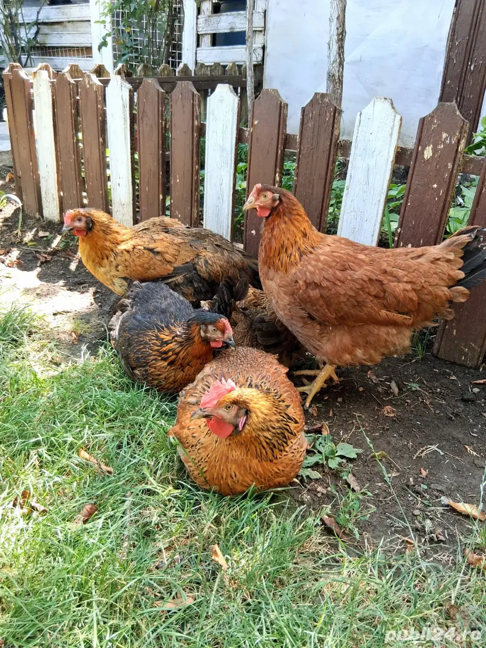 Gaini de tara, gaini de rasa, cocosi albi, oua pt incubat