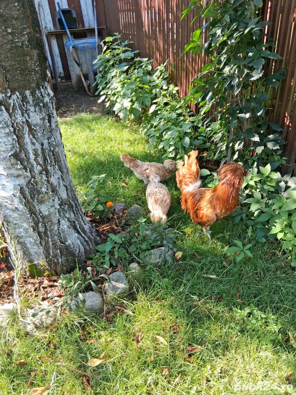  2 gaini si 1 cocos Paduane,Motate Olandeze, Australop