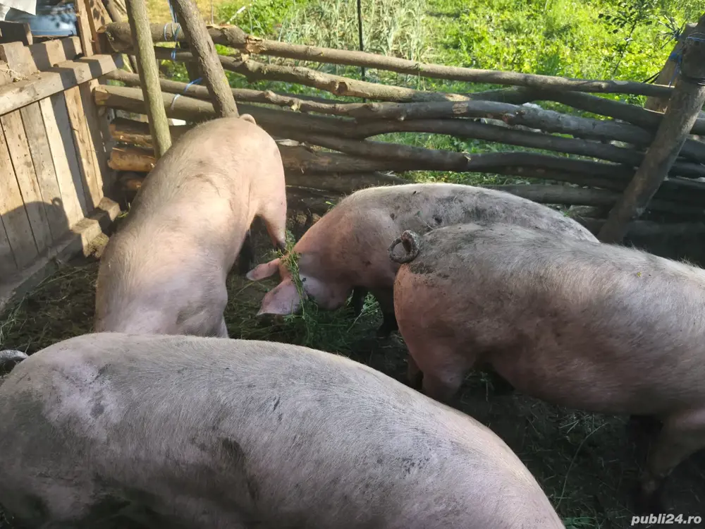 porci de vanzare porci de vanzare