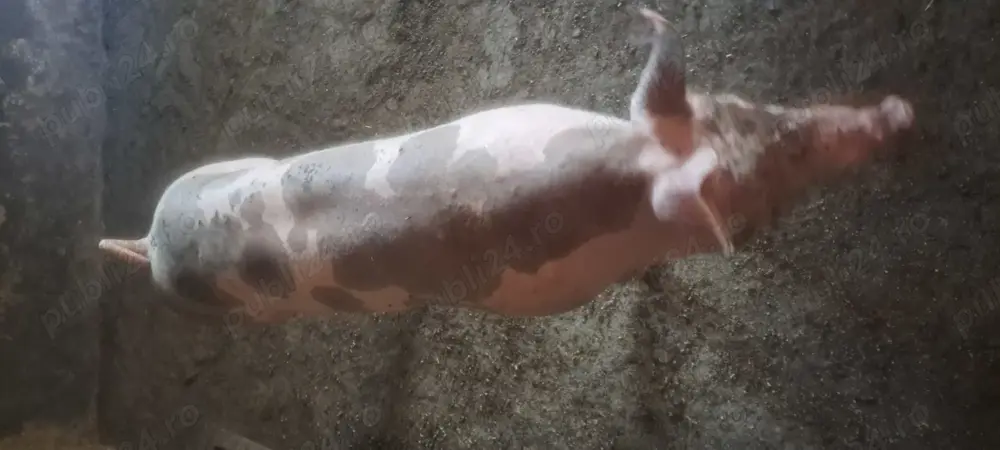 Vand purcei protap sau sacrificat