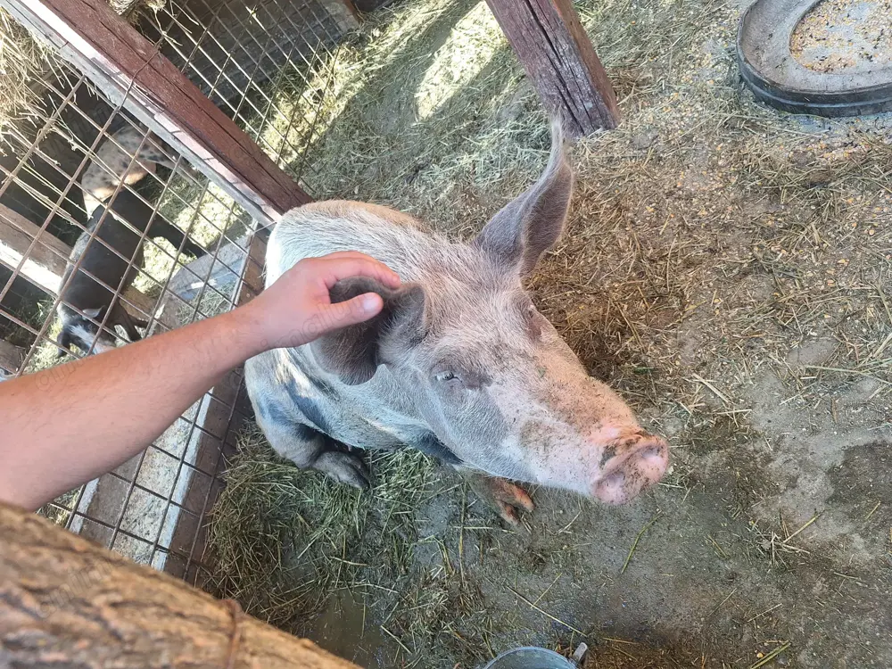 Avem porci de vânzare 