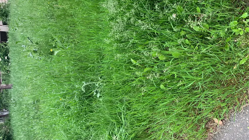 Imobiliare -Vand Teren Intravilan