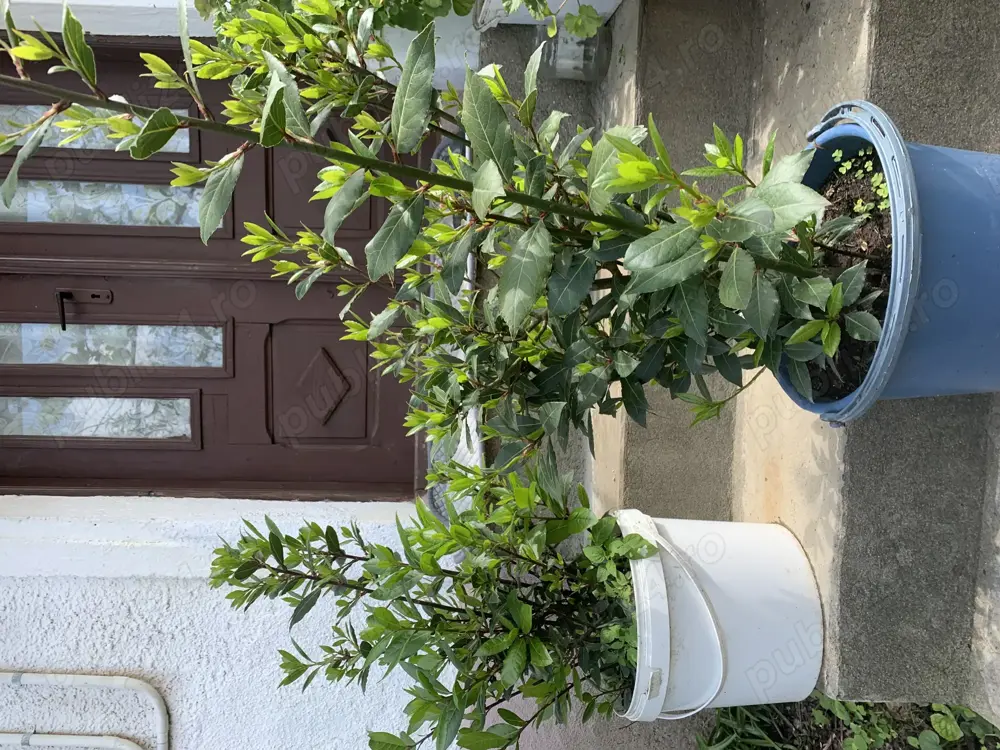 Vand dafini mari si mici 