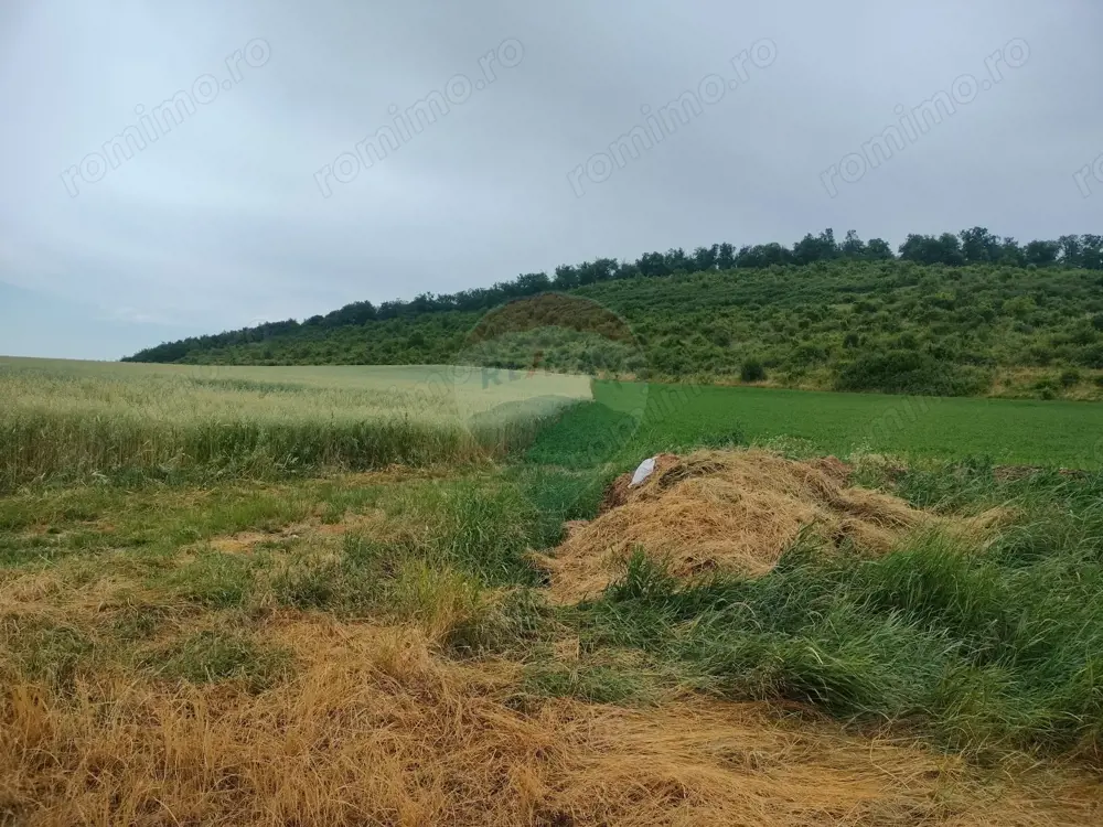 Teren extravilan 18200 mp Reghin
