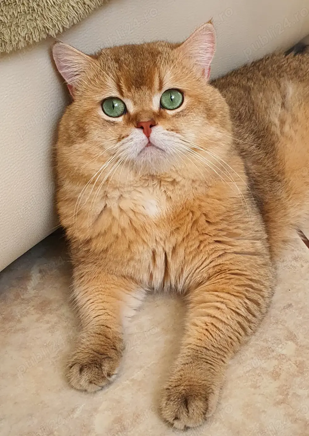 Mascul british golden ny 11 cu pedigree!