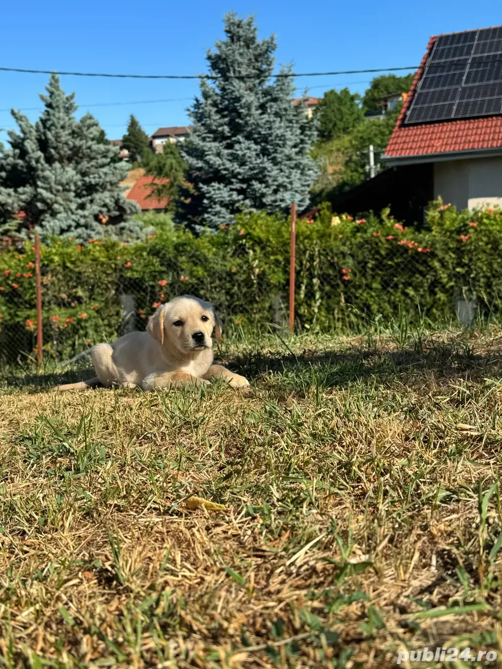 Catei labrador cu pedigree