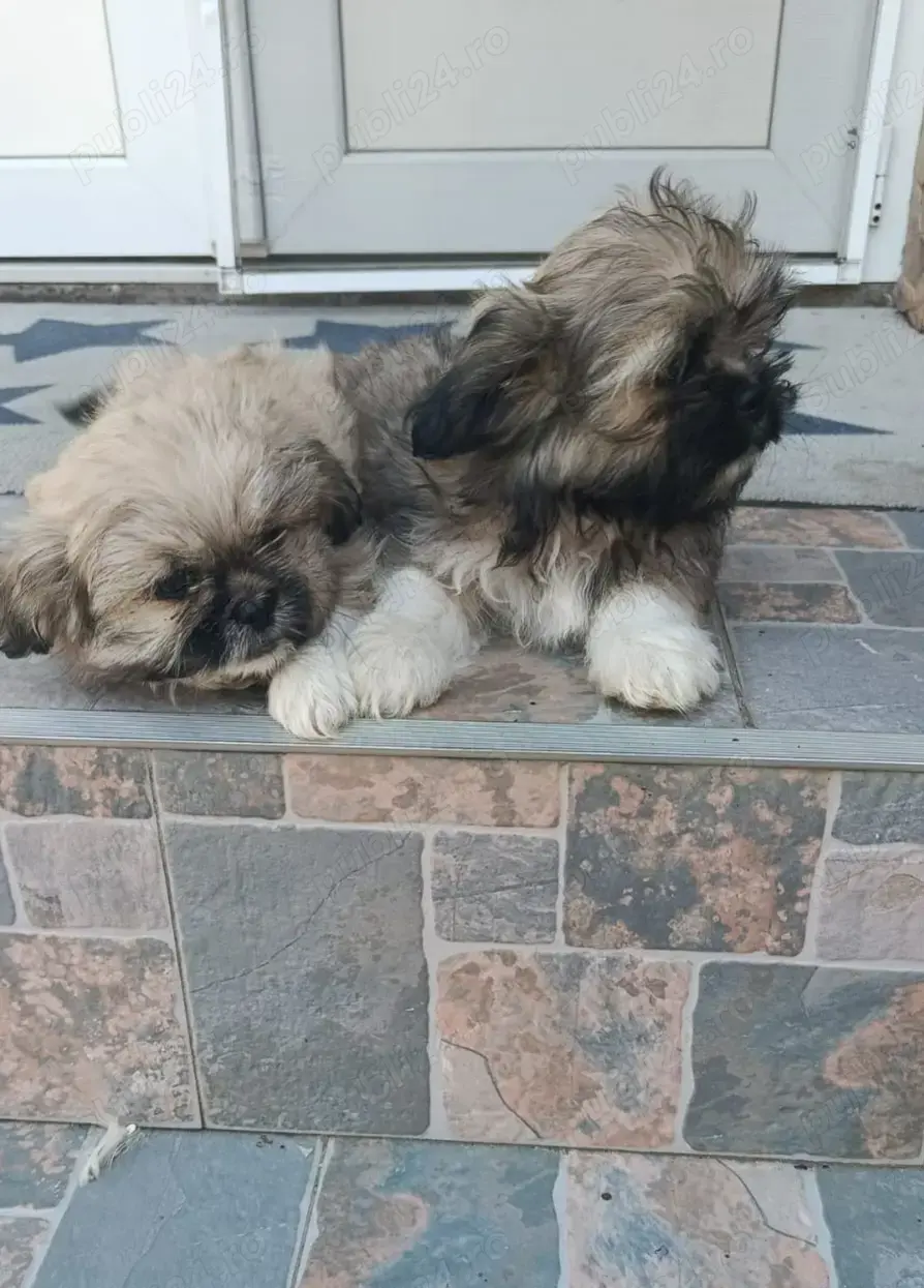 Căței shih tzu mini toy Căței shih tzu mini toy