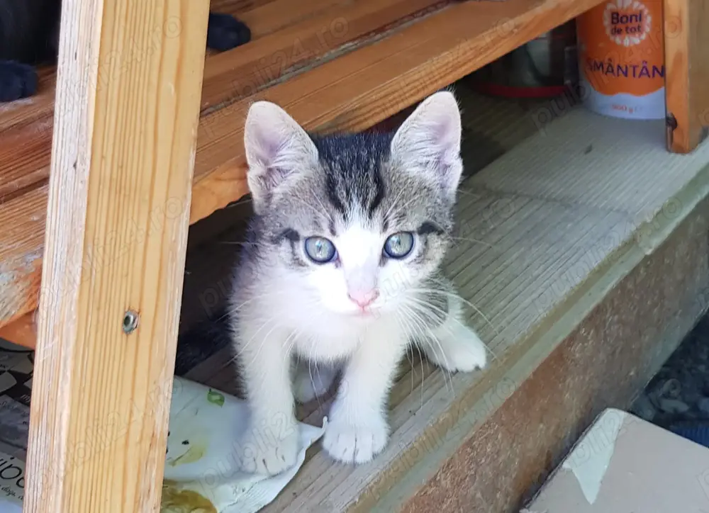 Adopție 4 pisici de 5 luni 