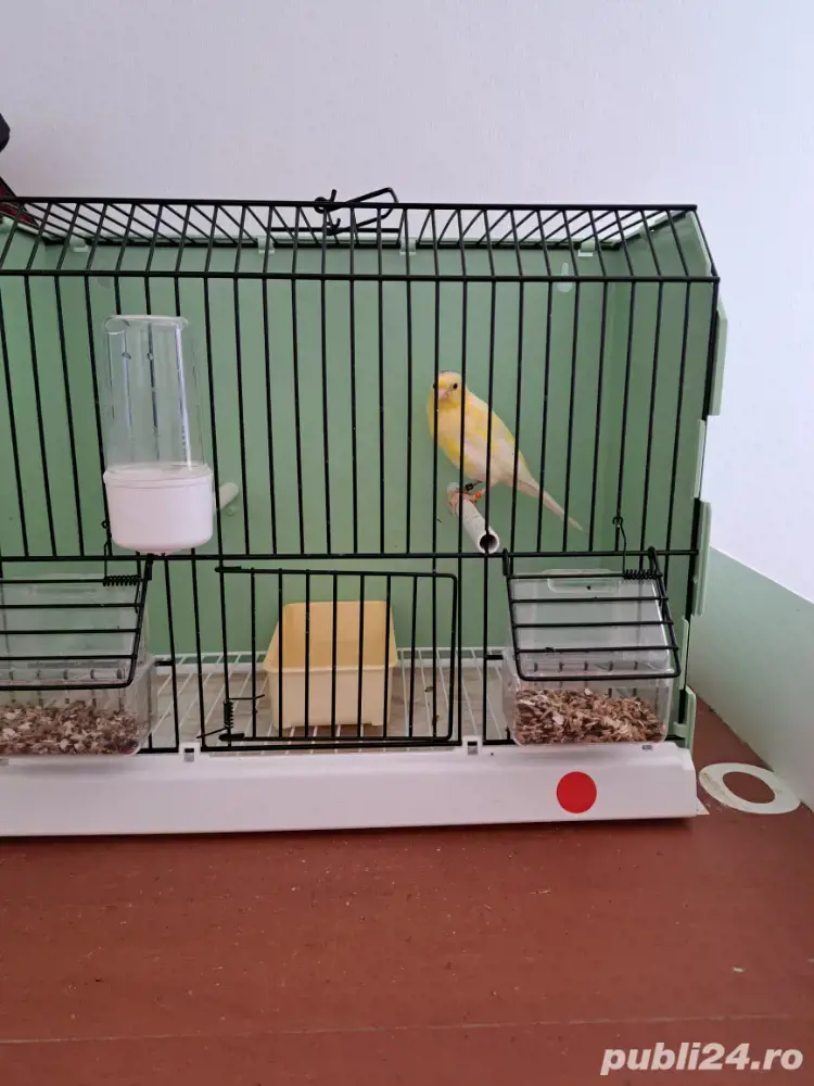 Slavujari linii curate, masculi 2025 Slavujari linii curate, masculi 2025