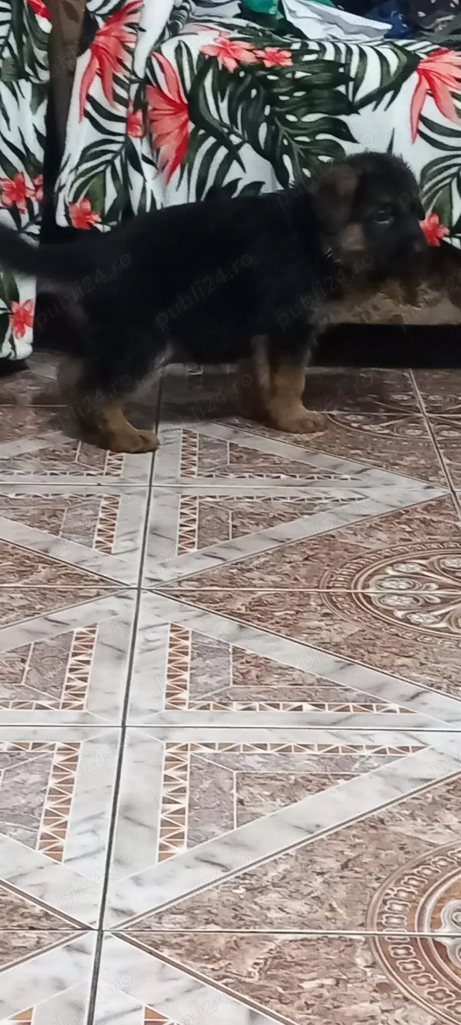 Căței Ciobanesc German cu pedigree  Căței Ciobanesc German cu pedigree