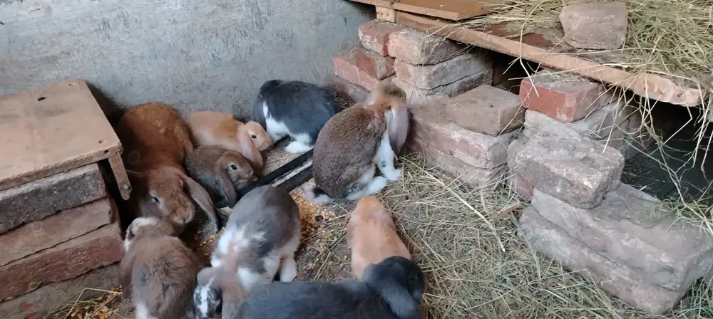 Iepuri berbec german 2025 Iepuri berbec german 2025