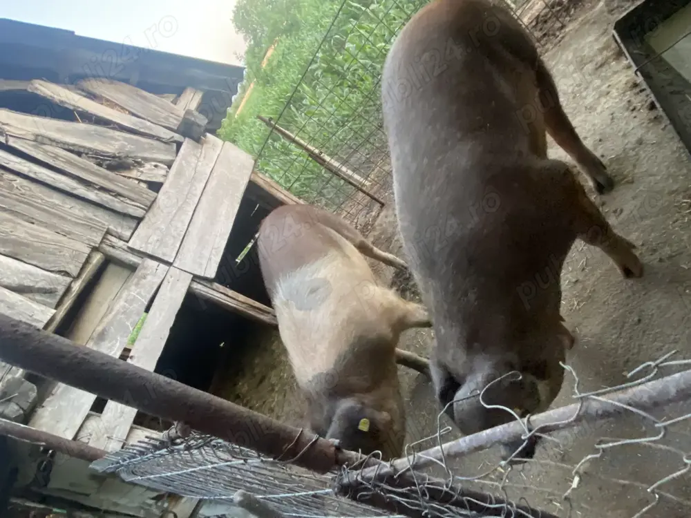 De vanzare porci de carne