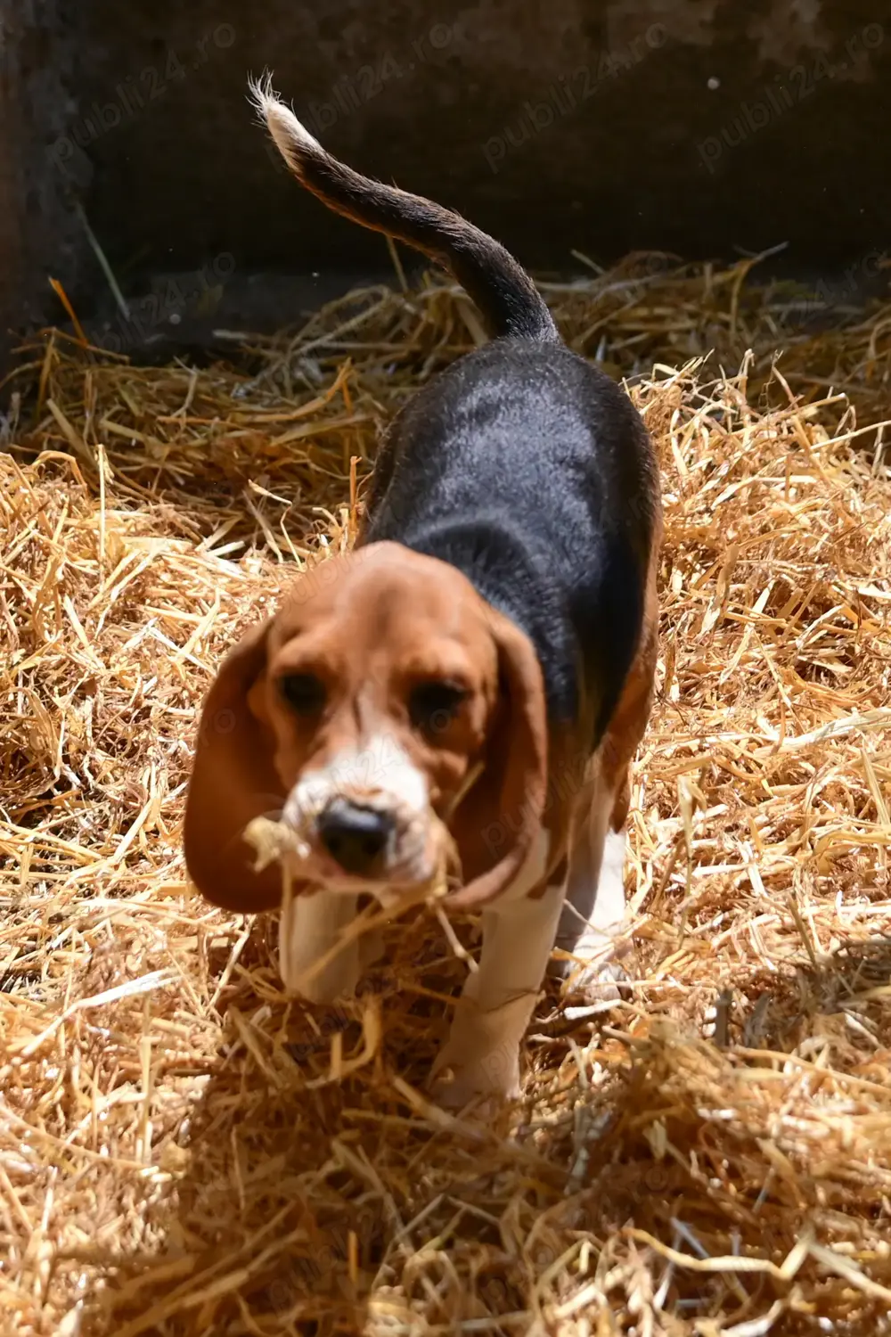 Căței rasa Beagle - București
