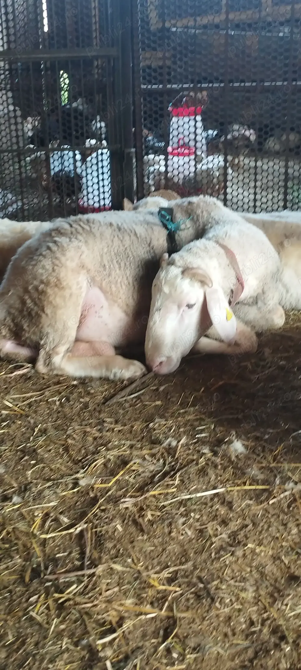 Oi, miei, mielute rasa ASSAF