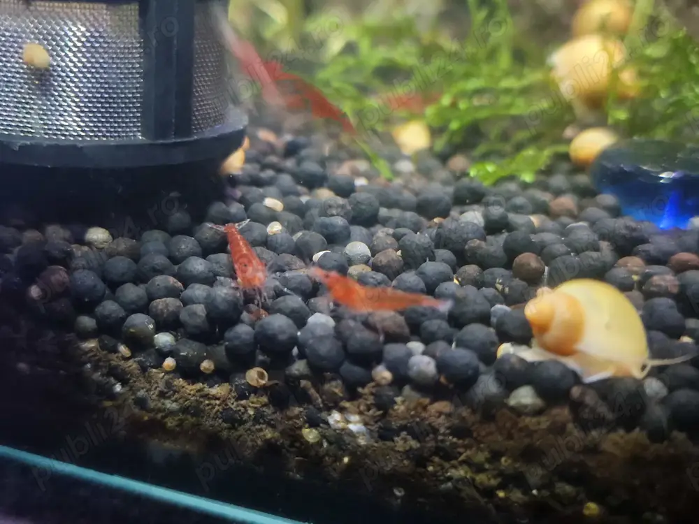 Melci Pomacea si creveti Red Cherry. 3 lei Melci Pomacea si creveti Red Cherry. 3 lei