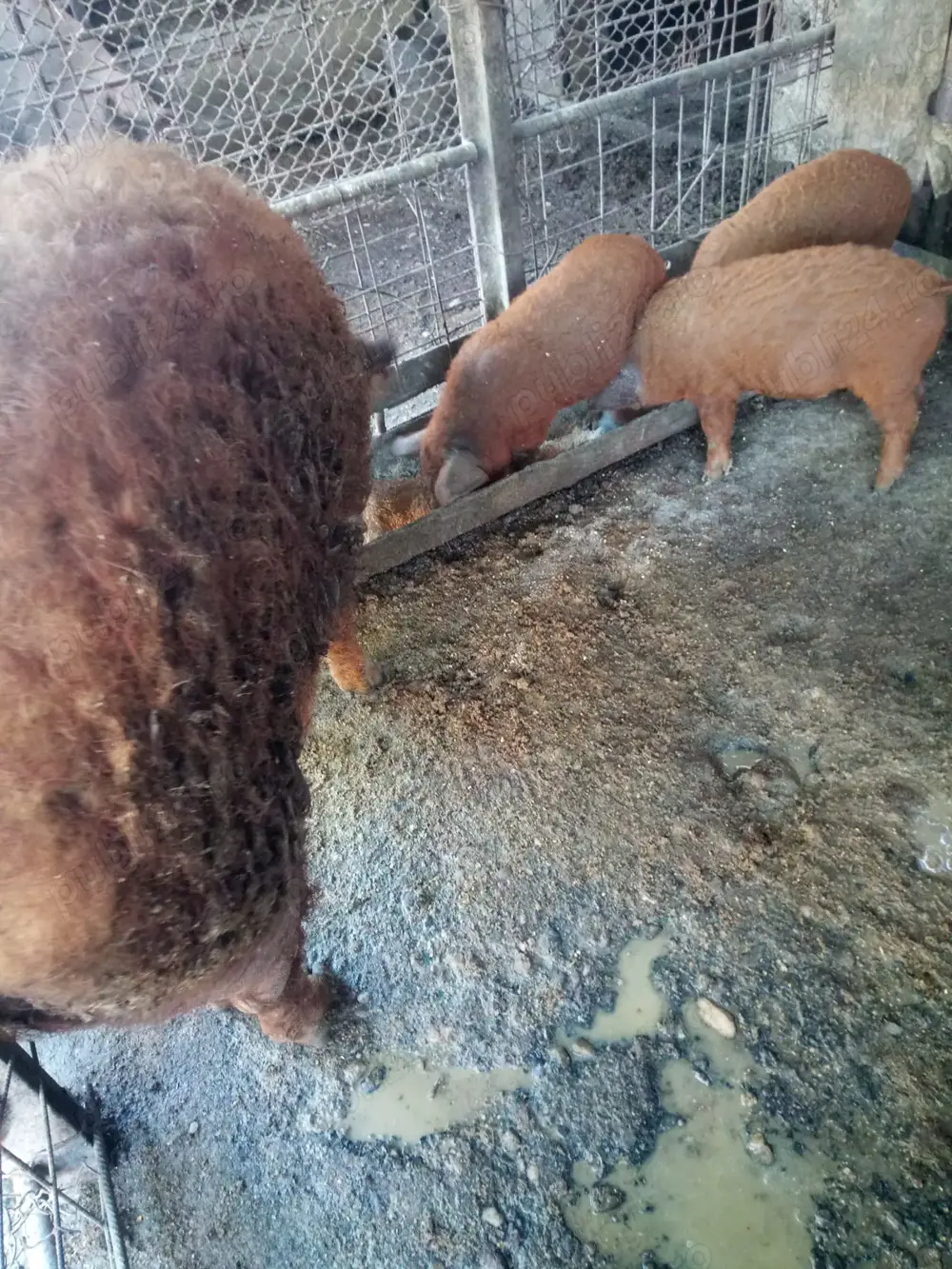 Vand purceluși mangalita