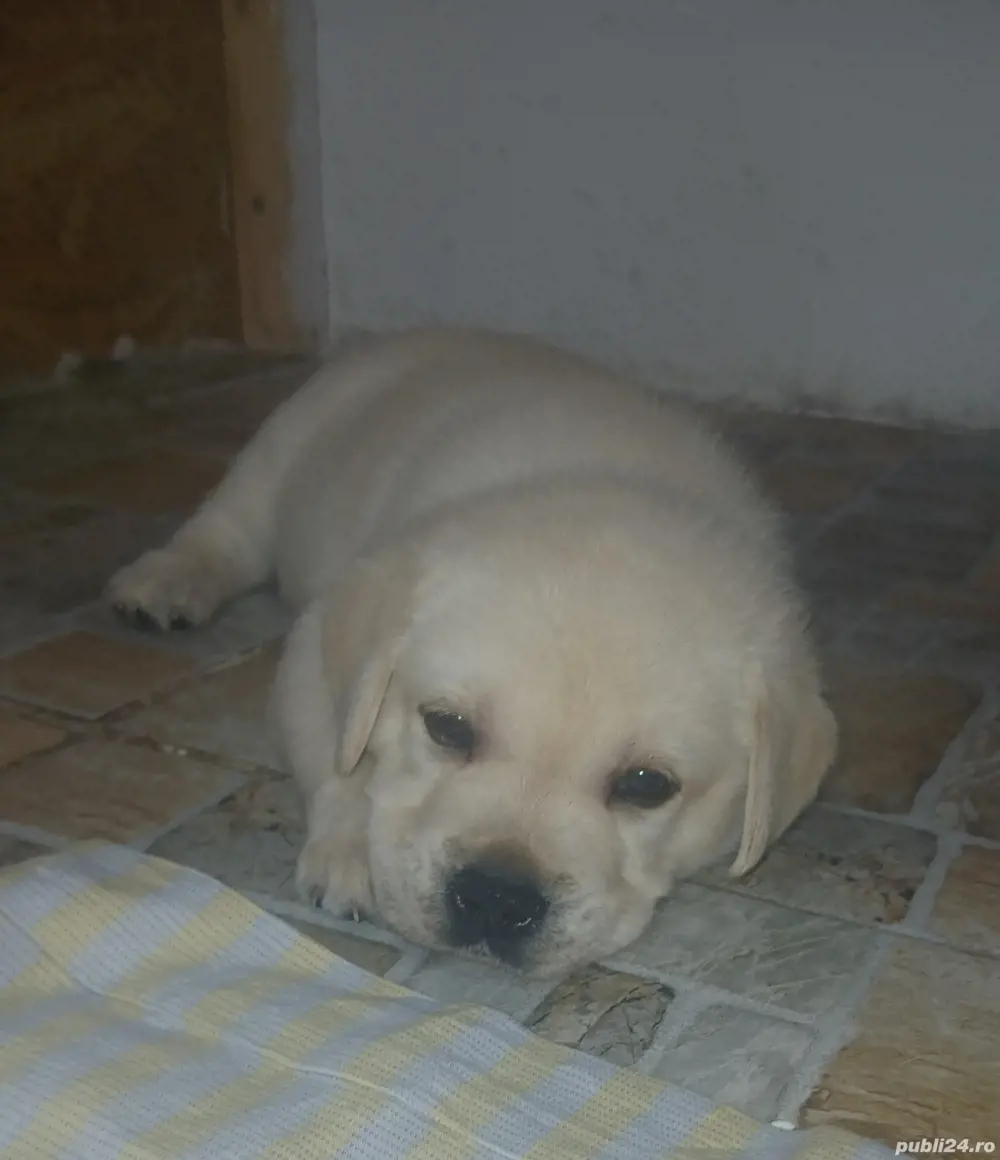labrador 