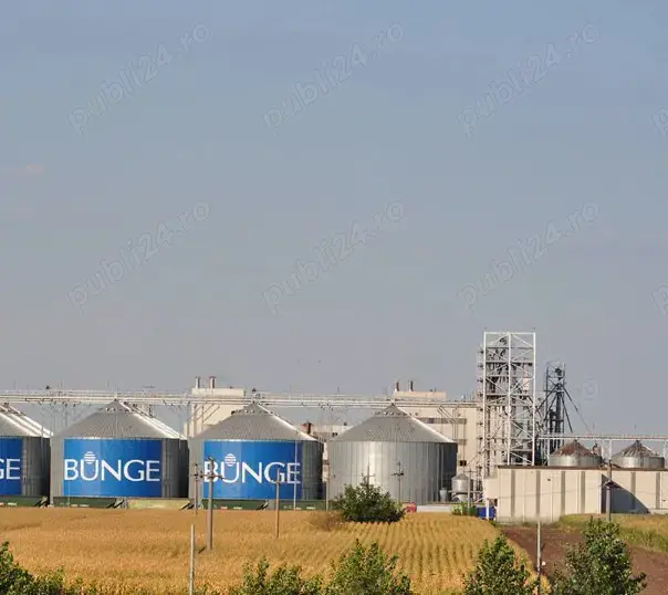 Angajam muncitor necalificat pentru productie - fabrica Bunge din Lehliu