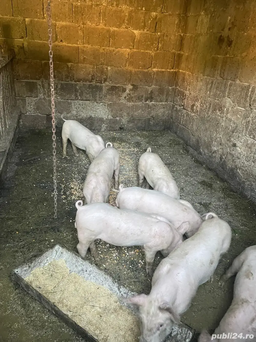 purcei landrace cu pic