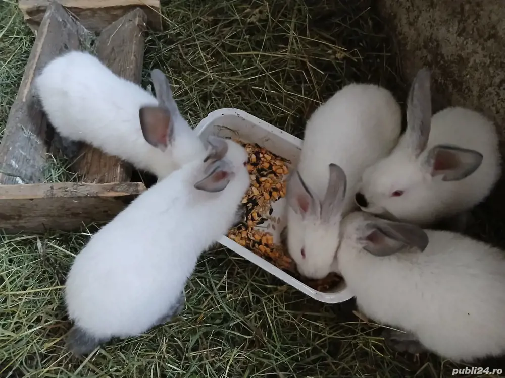 vând iepurași si iepuroaice Californian 