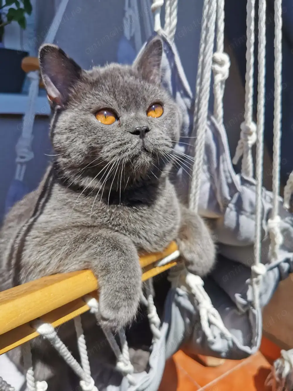 Motanel gri de 11 luni afectuos dragalas din parinti British Shorthair - vanzare - doar Bucuresti