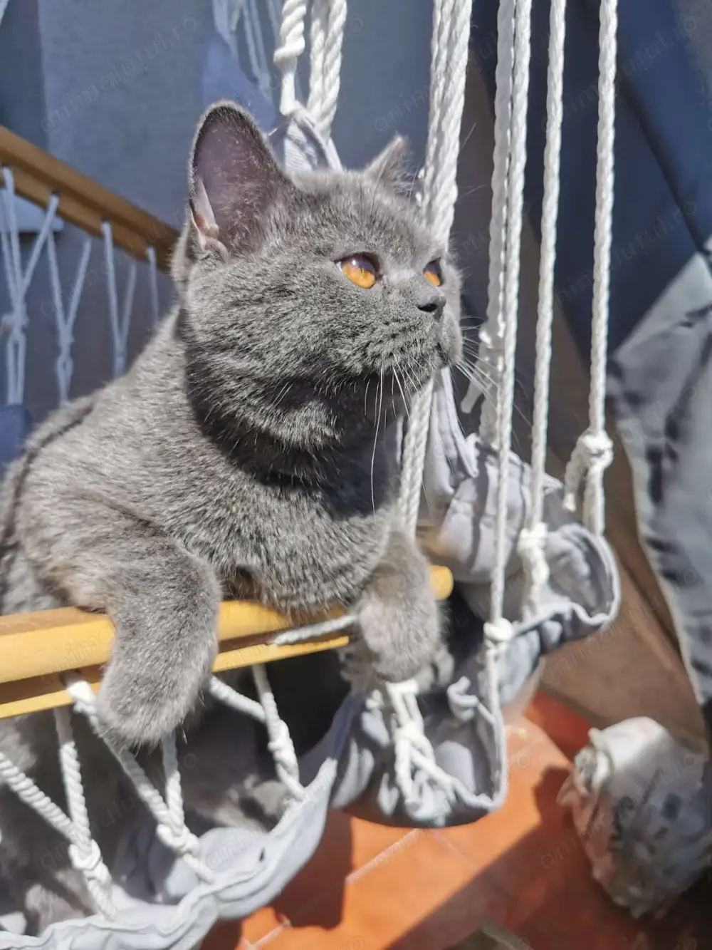 Motanel gri de 1 an afectuos dragalas din parinti British Shorthair - vanzare - doar Bucuresti