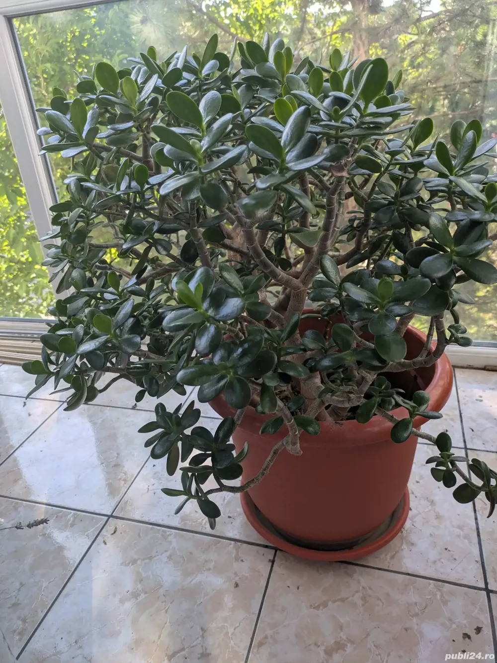 Planta ornamentala Pomul vieții 