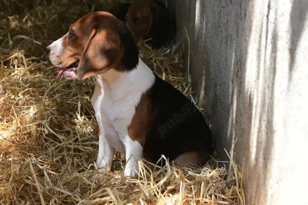 Căței rasa Beagle - București