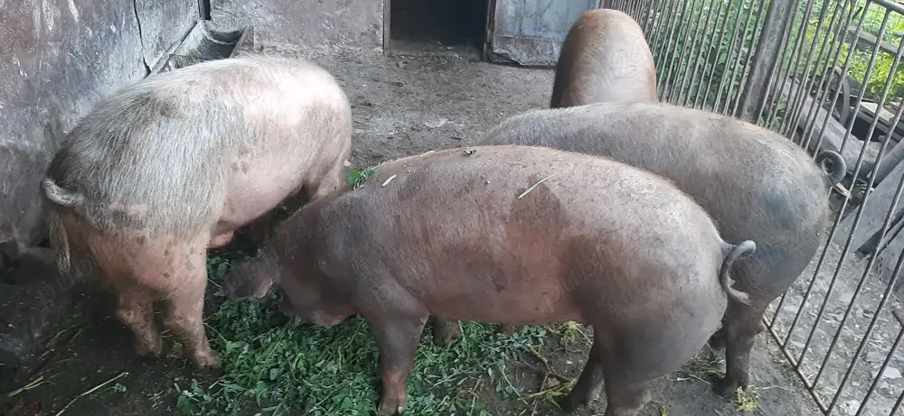 Vând porc  Vând porc