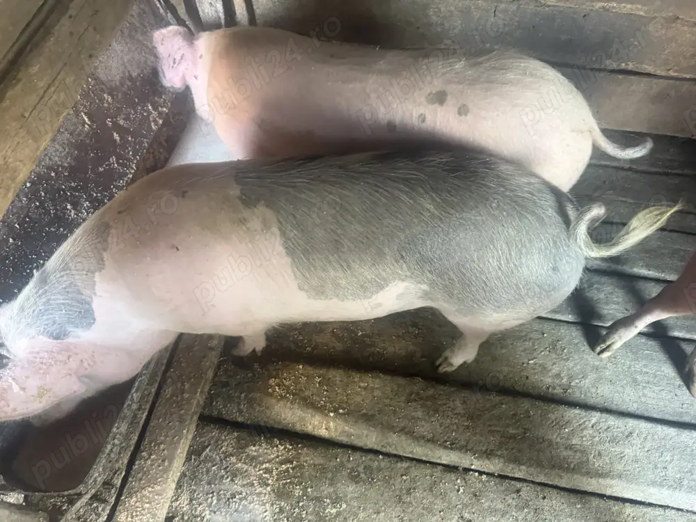 Porc de taiat  Porc de taiat