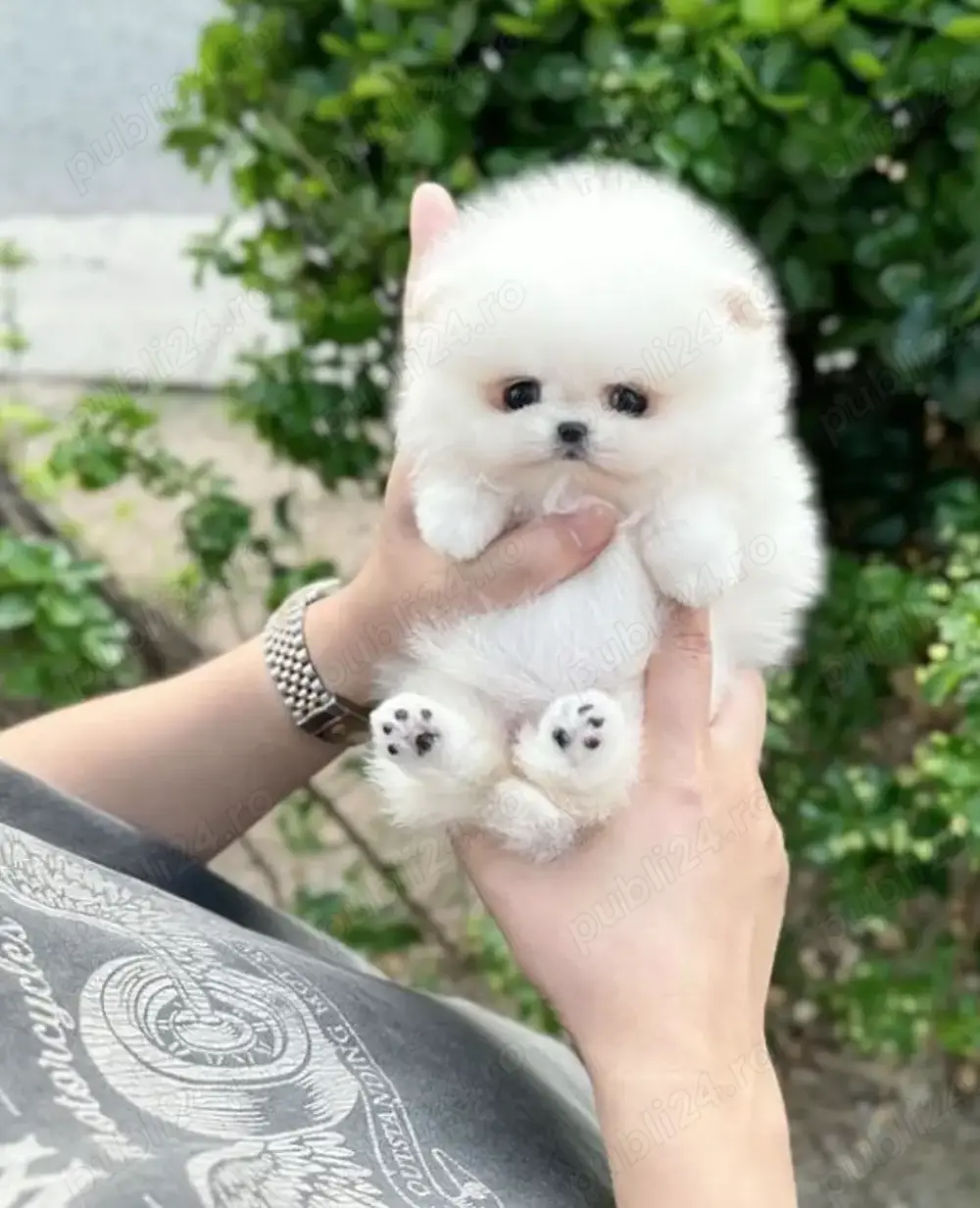  Pomeranian adorabili, de talie mică